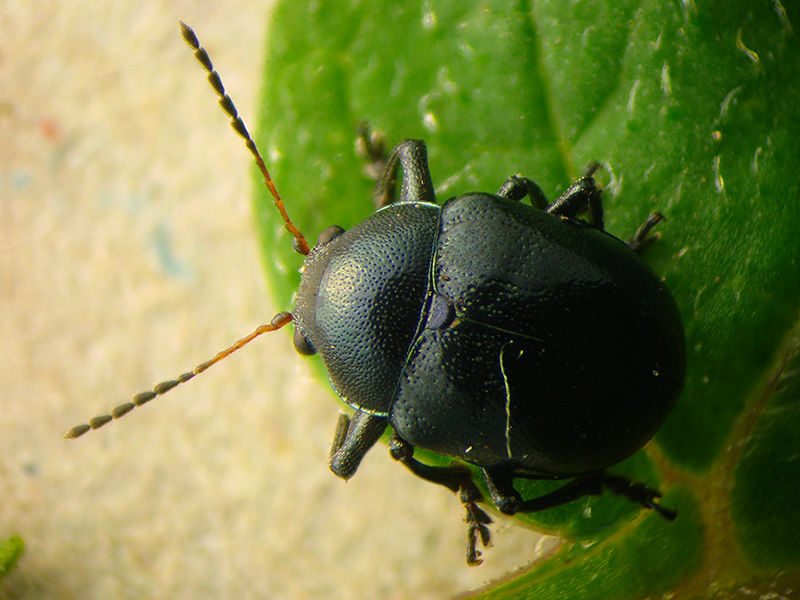 Direi un Crisomelide... infatti, Colasposoma dauricum